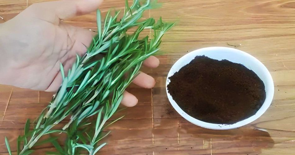 Rosmarinzweige und Kaffeesatz, wenn du sie kombinierst, wirst du nicht aufhören: Deshalb