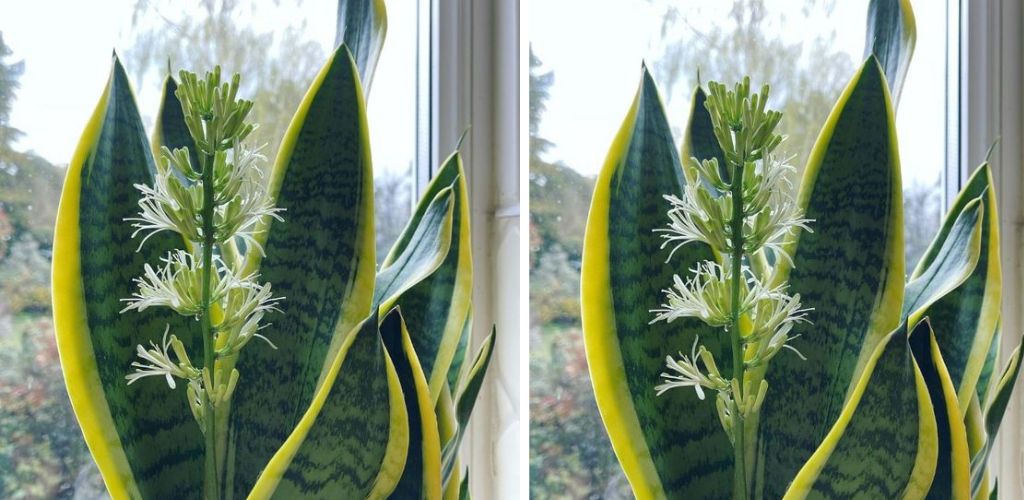 SCHWIEGERMUTTER-ZUNGENPFLANZE.