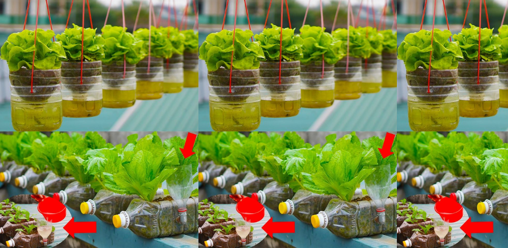 Salat zu Hause in Behältern anbauen: Ein Leitfaden für frisches und nachhaltiges Grün