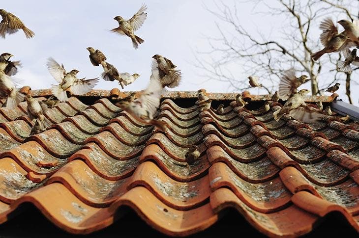 Tauben starten vom Dach