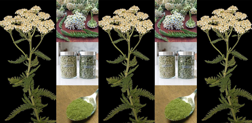 Schafgarbe, ein Kraut wird den Tag retten