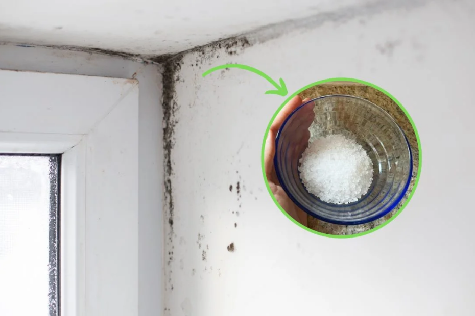 Schimmel und Feuchtigkeit in den Ecken des Hauses: Das natürliche Heilmittel, um es zu beseitigen