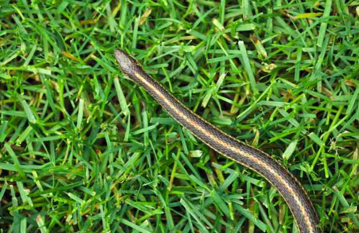 Schlangen im Garten, mit dieser Zutat halten Sie sie dauerhaft fern