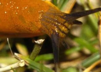 Schnecken im Gemüsegarten: So hält man sie fern