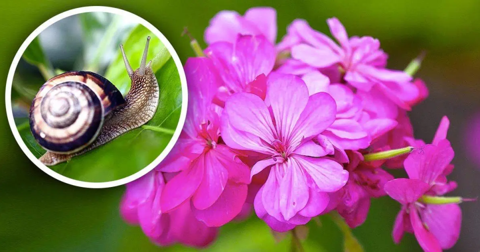 Schnecken und Nacktschnecken unterstützen diese Blüten nicht. Es ist eine gute Idee, sie vom Garten fernzuhalten