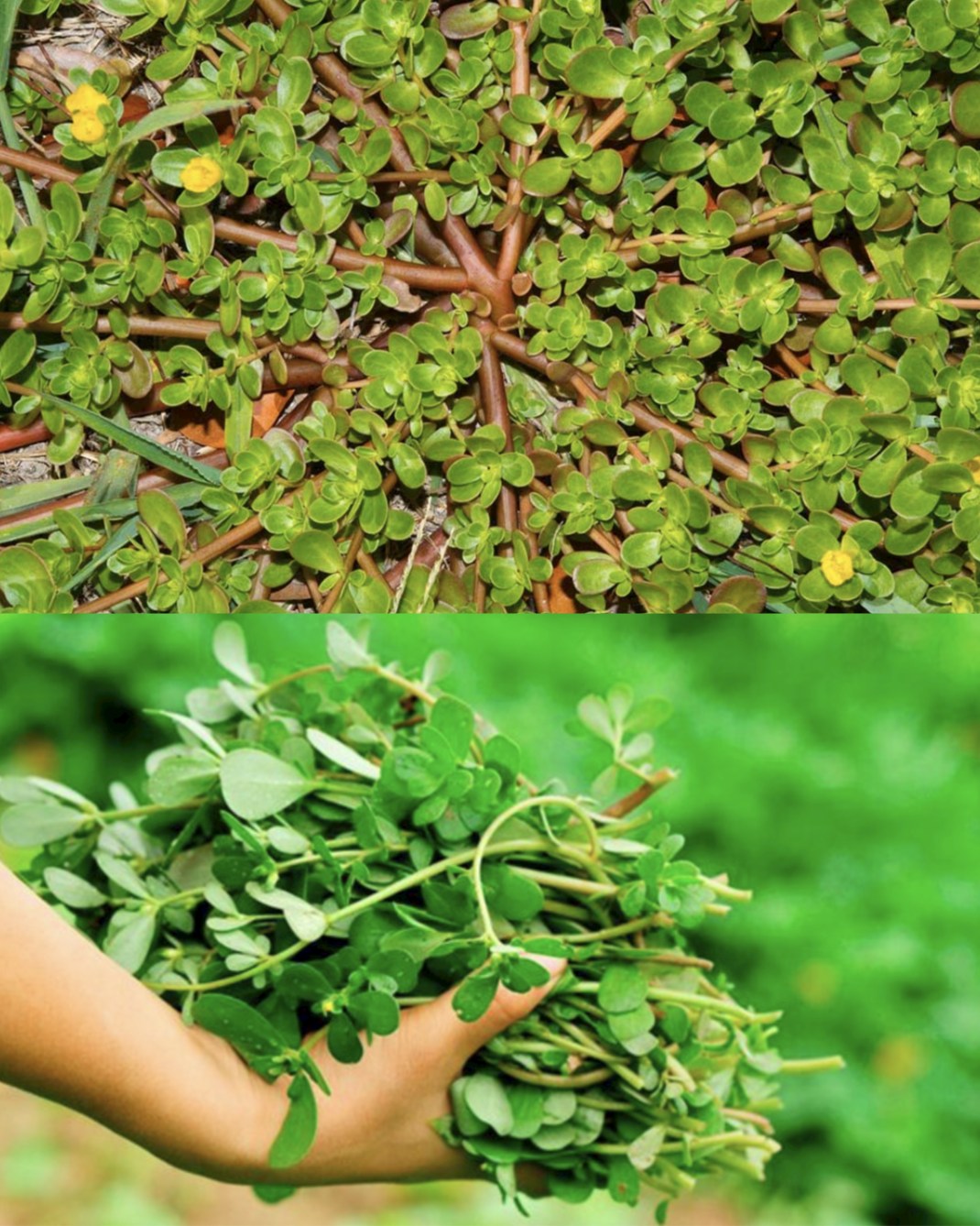 Se lo vedi nel tuo giardino, non romperlo in nessun caso. Salva vite umane!