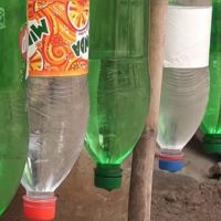 Sehr einfaches Tropfbewässerungssystem, hergestellt aus Plastikflaschen!