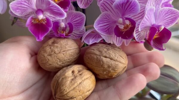 Sehr üppige Orchidee mit dieser natürlichen Methode: sogar Gärtner machen es