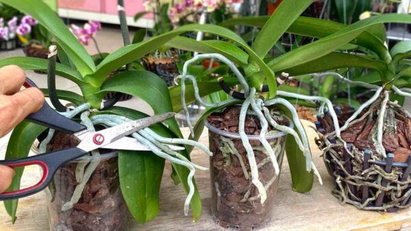 Sehr starke Wurzeln und sehr schöne Blüten, wenn man die Orchidee so schneidet: wenige machen das