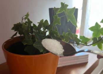 Sehr wirksamer organischer Dünger, der alle Ihre Pflanzen gesund hält – Bio-Dünger 12 l