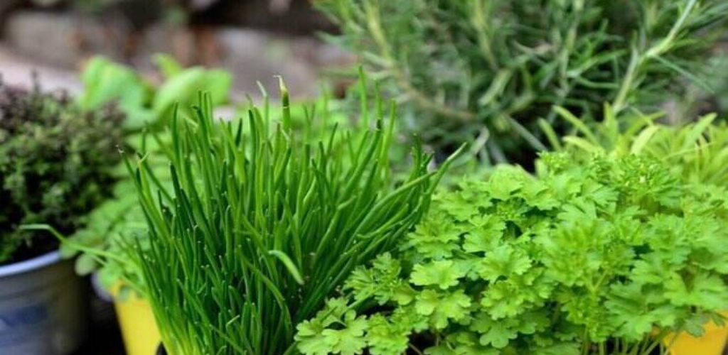 Seien Sie vorsichtig mit dieser Pflanze, sie ist giftig: Wir verwenden sie jedoch zum Würzen aller Gerichte.