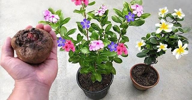 Selbstgemachter Flüssigdünger, der jede Pflanze zum Wachsen und Blühen bringt