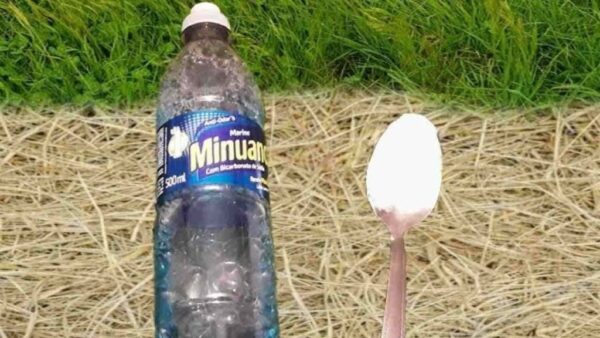 Selbstgemachtes Herbizid für weniger als 50 Cent, Sie bereiten es mit 3 Zutaten zu