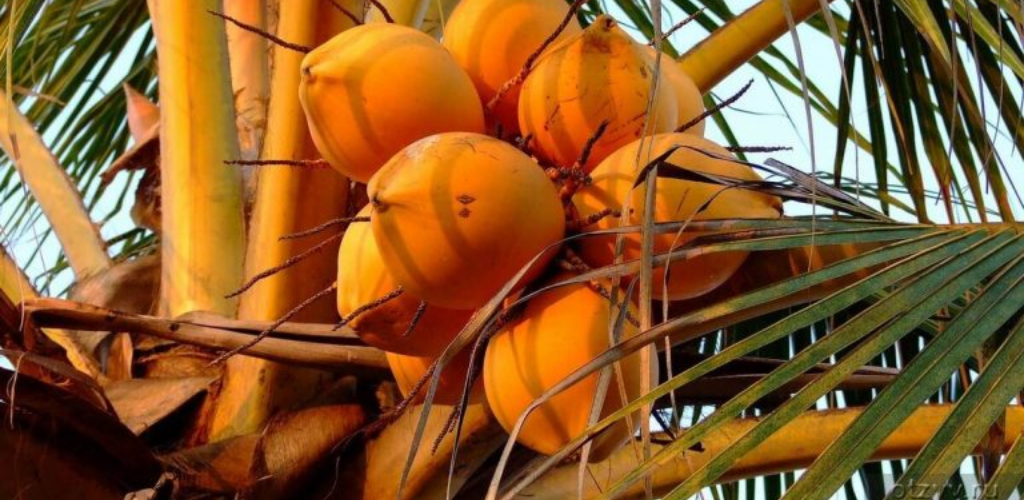 Seltene Früchte, von denen Sie noch nie gehört haben