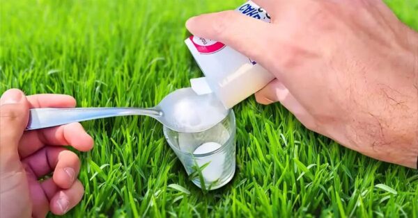 Setzen Sie etwas in den Garten, Ameisen hassen es – Sie werden sie nicht wieder in Ihrem Haus sehen