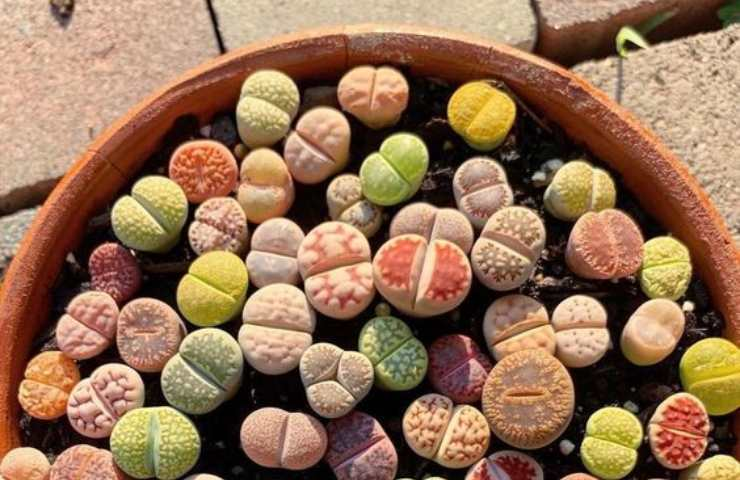 Sie sehen aus wie Süßigkeiten, sind es aber nicht, seltsame „Kreaturen“ gehen viral