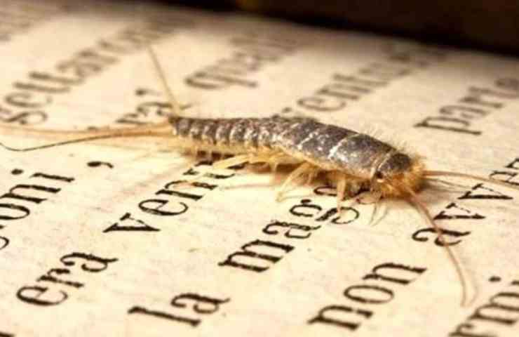 Silberfischchen zu Hause