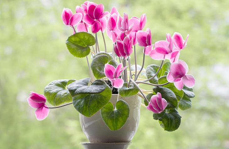 Alpenveilchen Alpenveilchen