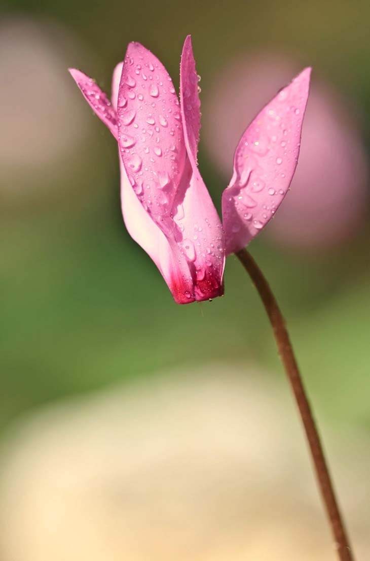 Alpenveilchenblätter Alpenveilchenblätter