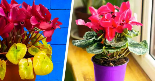 Sind die Blätter Ihres Alpenveilchens gelb geworden? Hier ist die Ursache dieses Problems und wie man es beheben kann