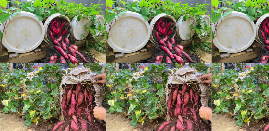 Süßkartoffeln in Behältern anbauen: Ein Leitfaden für Anfänger zum Heimanbau