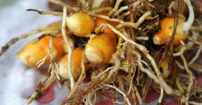 So bauen Sie Ihr eigenes Kurkuma an. Es ist VIEL besser, als es zu kaufen