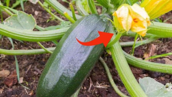 So beseitigen Sie den Sekundärstrahl der Zucchini, mit diesem Schritt erledigen Sie es sofort