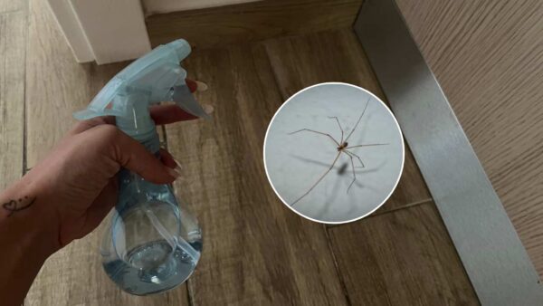 So beseitigen Sie mit 1 Euro alle Spinnen aus Ihrem Zuhause: Sie werden nie mehr Spinnen in der Nähe sehen