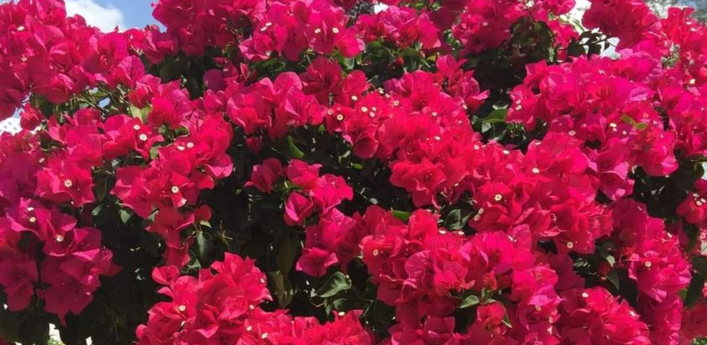 So bringen Sie Ihre Bougainvillea zum Blühen