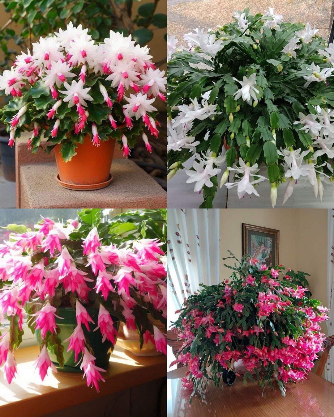 So bringen Sie Ihren Weihnachtskaktus wieder zum Blühen