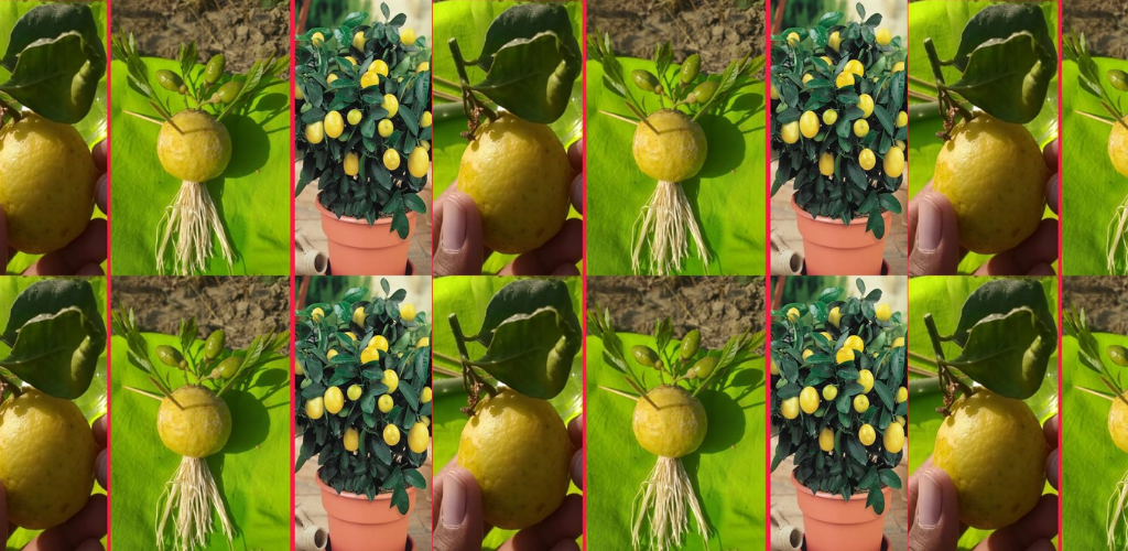 So dekantieren Sie die Zitronenpflanze richtig