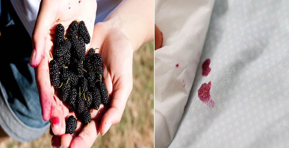So entfernen Sie Brombeerflecken