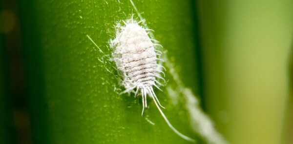 So entfernen Sie Cochenille effektiv und auf natürliche Weise aus Ihren Pflanzen und Sträuchern!