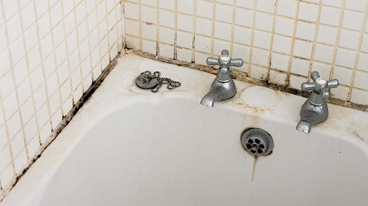 schwarzer Fleckschimmel