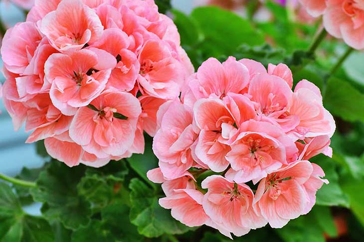 So erhalten Sie schöne und farbenfrohe Geranien zur Verschönerung Ihres Gartens 3 Geranien