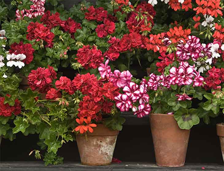 So erhalten Sie schöne und farbenfrohe Geranien zur Verschönerung Ihres Gartens 2 Gartengeranien