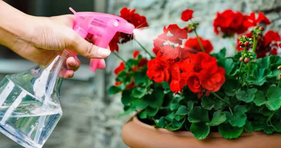 So erhalten Sie schöne und farbenfrohe Geranien zur Verschönerung Ihres Gartens