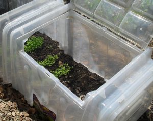 So erweitern oder starten Sie Ihren Gemüsegarten früher mit einem Tunnelgewächshaus