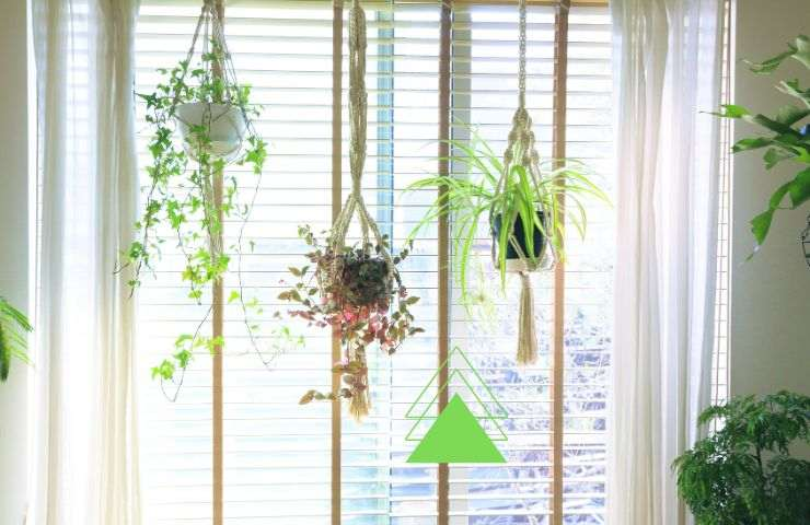 So hängen Sie Pflanzen zu Hause an die Wand oder Decke