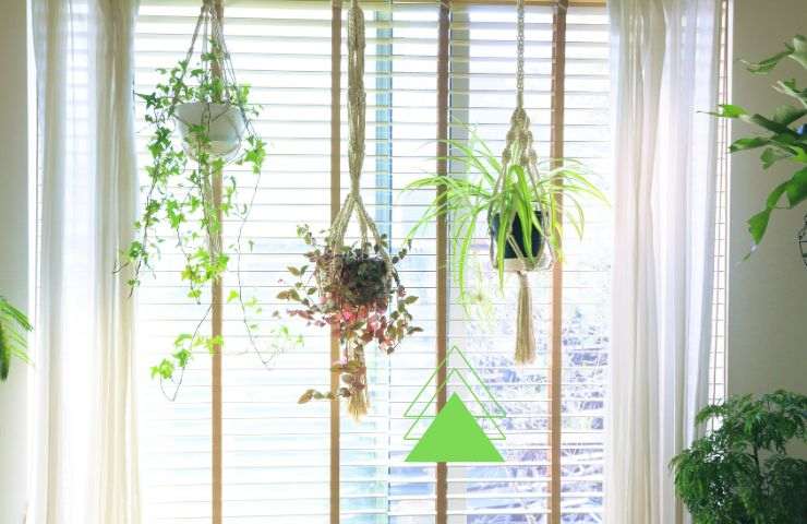 Anleitung zum Aufhängen von Zimmerpflanzen