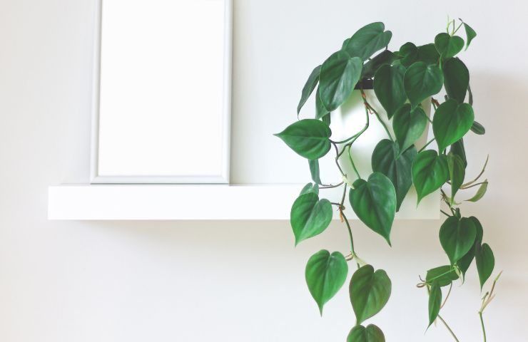 So hängen Sie Regalpflanzen auf