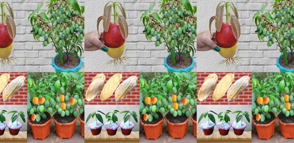 So kultivieren Sie erfolgreich einen Mangobaum aus Samen