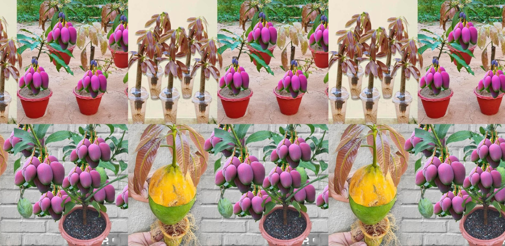 So kultivieren Sie erfolgreich einen Mangobaum aus Samen