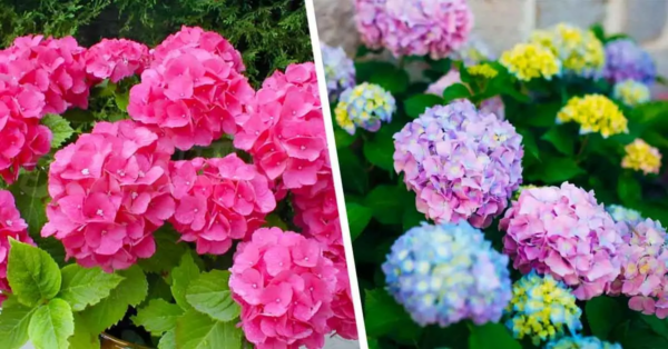 So ändern Sie die Farbe Ihrer Hortensien