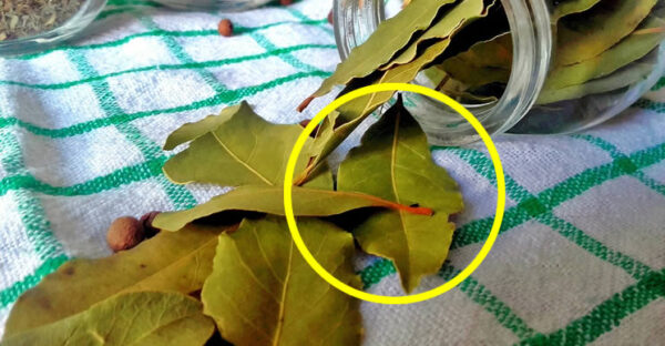 So parfümieren Sie Ihr Zuhause mit drei Lorbeerblättern