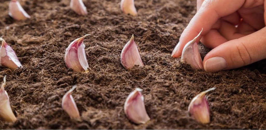 So pflanzen Sie Knoblauch zu Hause Schritt für Schritt an