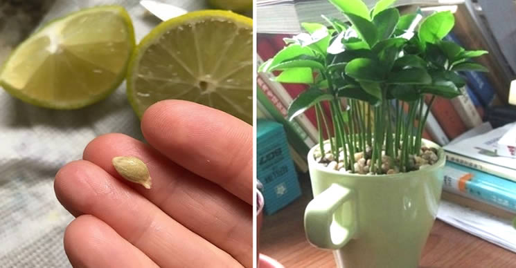 So pflanzen Sie eine Zitrone in eine Tasse, um Ihr Zuhause zu parfümieren und zu dekorieren