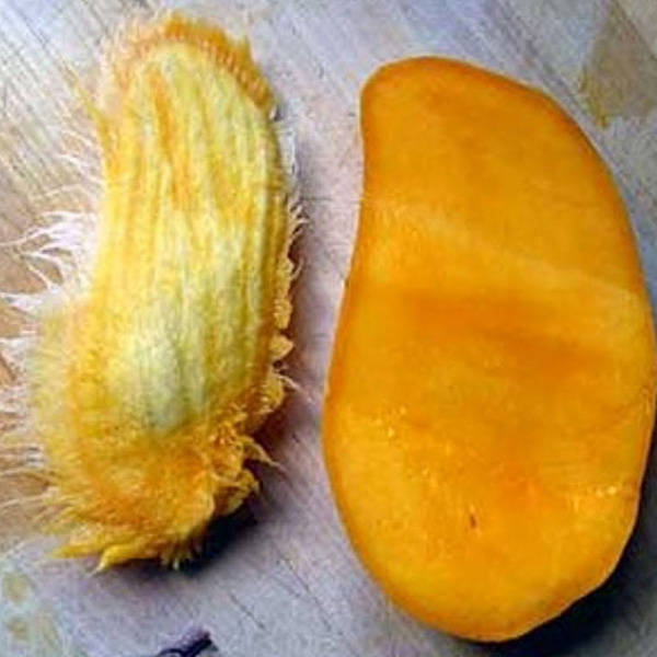 Mango1