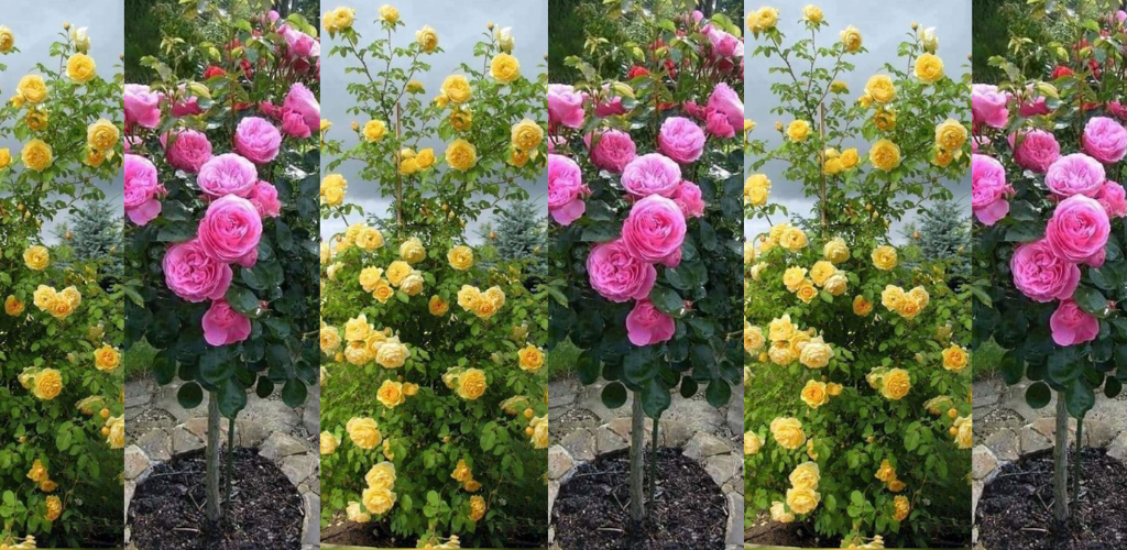 So pflanzen Sie einen Rosenbaum