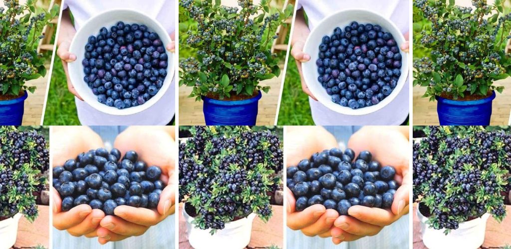 So pflanzen Sie zu Hause Blaubeeren für einen nie endenden Vorrat